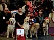 19.12.15 Монопородная выставка Золотистых ретриверов ранга ПК «Экзотика» г. Алматы. Эксперт: Гаврилова  Я. (Алматы). 