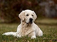 Кибеллайн Люкс Лимитед Эдитион (2015)