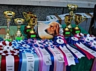 Монопородная выставка НКП Золотистый ретривер ранга победитель клуба 11.07.15  город Озерск.