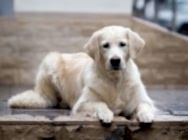 КИБЕЛЛАЙН  ОЙКУМЕНА  ЛЕС  ШАМПС - ЭЛИЗЕЕС