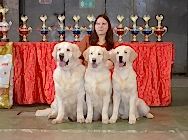 Монопородная выставка ранга ПК Мистер Пес -2015.