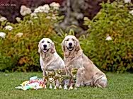 Кибеллайн Живая Легенда 2