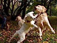 ВЫВОДКА щенков питомника Кибеллайн. Помет "Л" и "М" 21 сентября 2014 г.