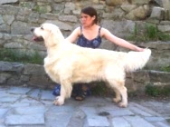 Вог Спешиал Эдитион фор Кибеллайн 4,5 года