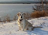 Кибеллайн Мадонна Чика Бонита