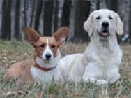 Кибеллайн Харизма оф Ангус Стайл 