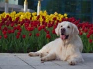 ушел за радугу...VOGUE SPECIAL EDITION FOR KIBELLINE