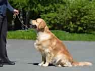 Кибеллайн Тристан Легенд оф ве Отем