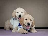 Кибеллайн Литера "С" щенки проданы