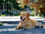 Кибеллайн Амон Ра Сон оф Сан ( ШОУ )