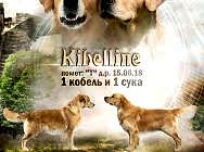 Кибеллайн Литера "Т" щенки проданы