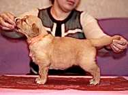 Кибеллайн Литера "У" все щенки проданы