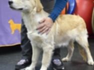 Выводка 6 ноября