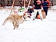 19.11.17 соревнования пич энд гоу