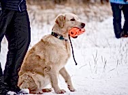 19.11.17 соревнования пич энд гоу