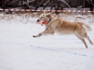 19.11.17 соревнования пич энд гоу