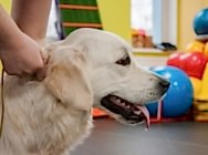 Кибеллайн Суоми Мэджик Ленд оф Лейкс