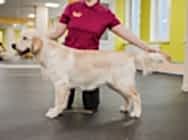 Кибеллайн Спарта Внинг Сонг