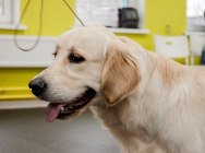 Кибеллайн Спарта Внинг Сонг