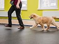 Кибеллайн Ультра Мода