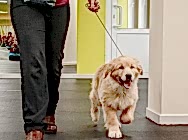 Кибеллайн Ультра Мода