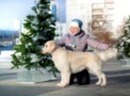 Кибелайн Степ Бай Степ