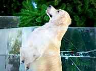 Кибеллайн Степ Бай Степ