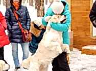 Топ Голден Кибеллайн за 2018 г.