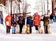 Топ Голден Кибеллайн за 2018 г.