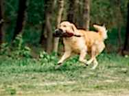 Алматы Кибеллайн Каслинский Кузнец