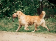 Кузя на соревнованиях по РиПБД