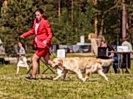 Кибеллайн Аврора