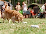 Кузя на конкурсах НКП