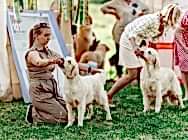 Кибеллайн Идеальная Формула