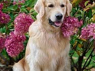 Кибеллайн Каслинский Кузнец