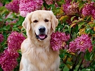 Кибеллайн Каслинский Кузнец