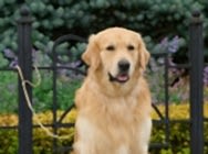 Кибеллайн Каслинский Кузнец