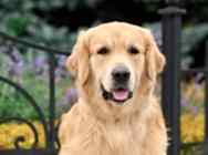 Кузя портрет осень