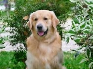 Кузьма портрет сидя 2