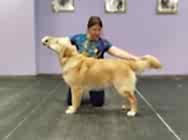 Выводка молодняка 2025