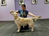 Выводка щенков 2025