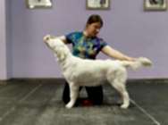 Кибеллайн выводка щенков 2025