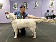 Выводка молодняка 2025