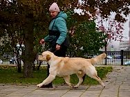 Золотиствц ретривер Эльтон