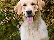 Кибеллайн Юмаран Хоуп оф ве Династи