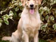 Золотистый ретривер Эльтон