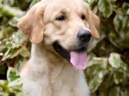 Портрет с голденом