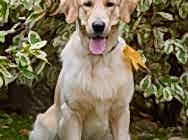 золотой ковёр