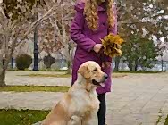 Золотистый ретривер Екб