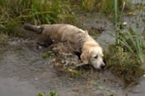 Записки охотника. Цуваса Крейгихилл Рея Кибела